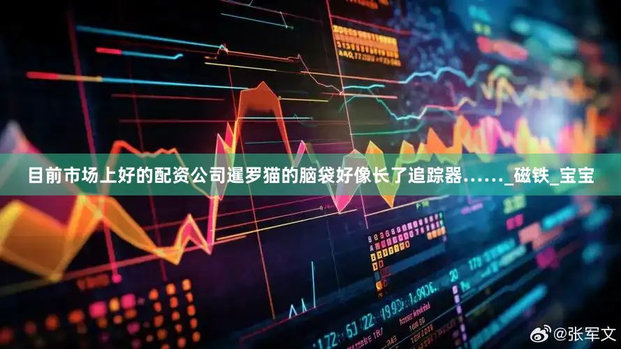 目前市场上好的配资公司暹罗猫的脑袋好像长了追踪器……_磁铁_宝宝